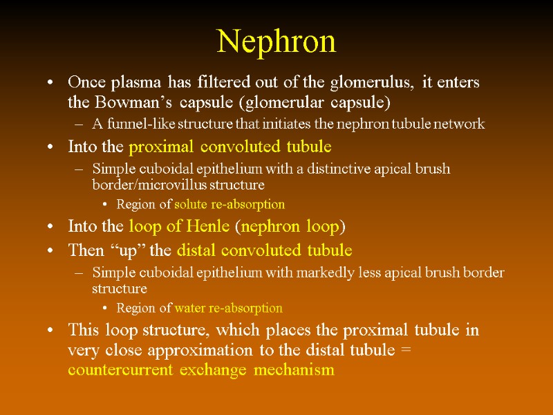 Nephron Once plasma has filtered out of the glomerulus, it enters the Bowman’s capsule